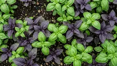 Kdy vysadit bazalku ven, aby ji nespálil mráz: praktické termíny pro Česko