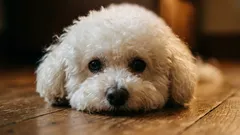 Méně zvířecích chlupů doma: 5 nejlepších plemen psů, která méně línají