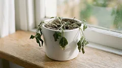 Nedostatek vody u rostlin: 10 signálů, že je čas zalévat