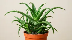Jak pěstovat Aloe vera v bytě, aby neuhnila: světlo, zálivka a drenáž