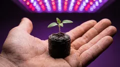 Proč rostlinám škodí velké květináče a jak vybrat správnou velikost