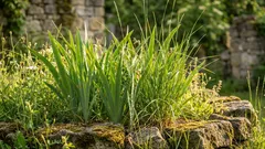 Tyto sazenice vysazuji v březnu a na podzim sklízím bohatou úrodu