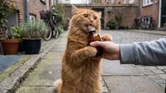 Kozlík lékařský, šanta kočičí a další rostliny, které kočky vzrušují: Jak působí