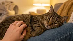 Chyba majitele: domnívat se, že vrnění vždy znamená štěstí