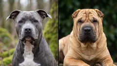 8 hrdých plemen psů, která netolerují neúctu