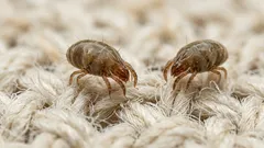 Roztoči v posteli: jak je poznat a co doma opravdu funguje