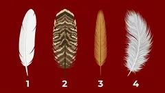 4 peří, 4 zprávy: znamení, že se karma dává do pohybu