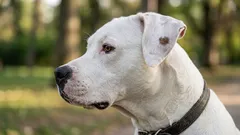 Jak se psi starají o sebe – a co se od nich můžeme naučit